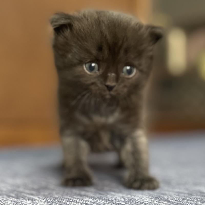 販売中の愛知県のミヌエット-130136