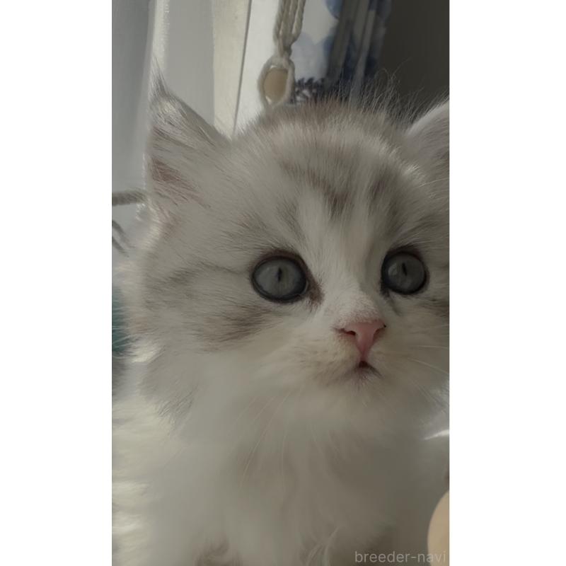 販売中の埼玉県のミヌエット-130445の10枚目