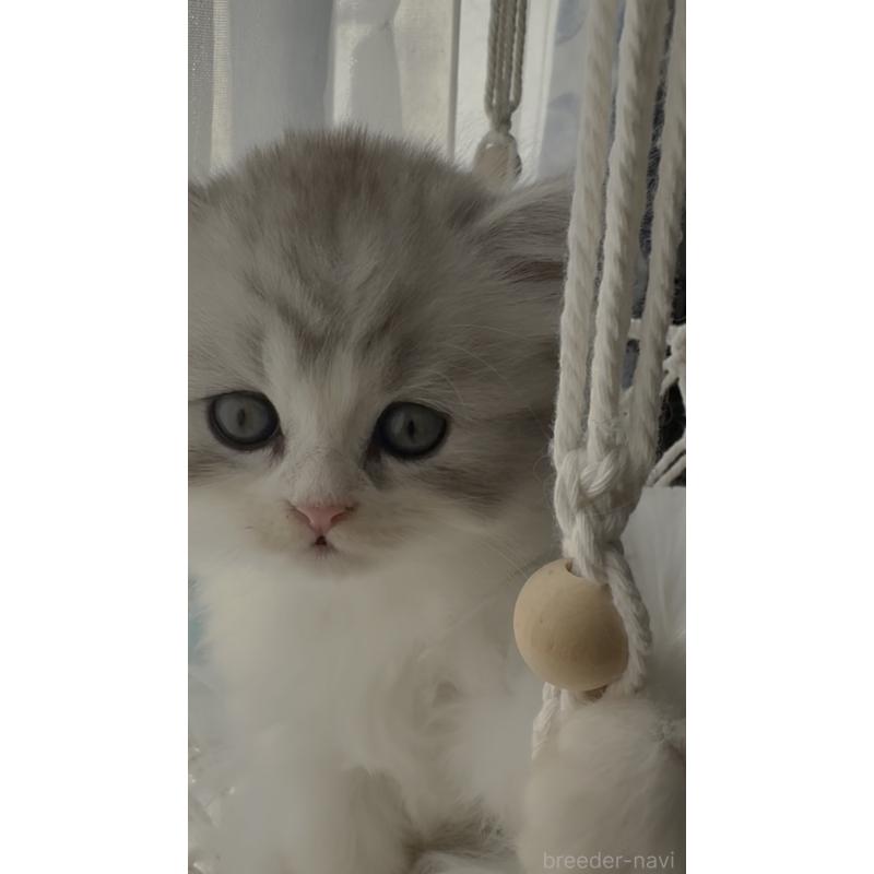 販売中の埼玉県のミヌエット-130445の9枚目