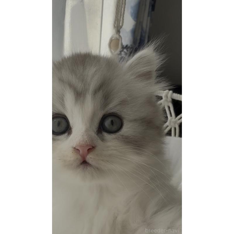 販売中の埼玉県のミヌエット-130445の8枚目