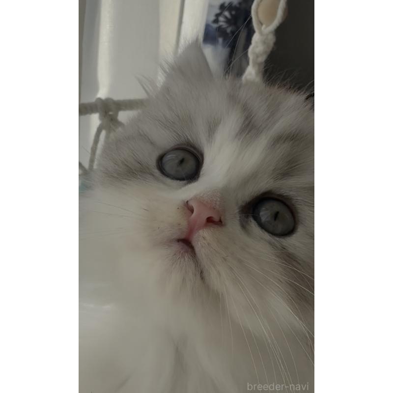 販売中の埼玉県のミヌエット-130445の7枚目