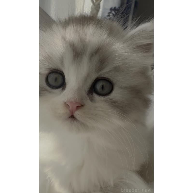 販売中の埼玉県のミヌエット-130445の6枚目