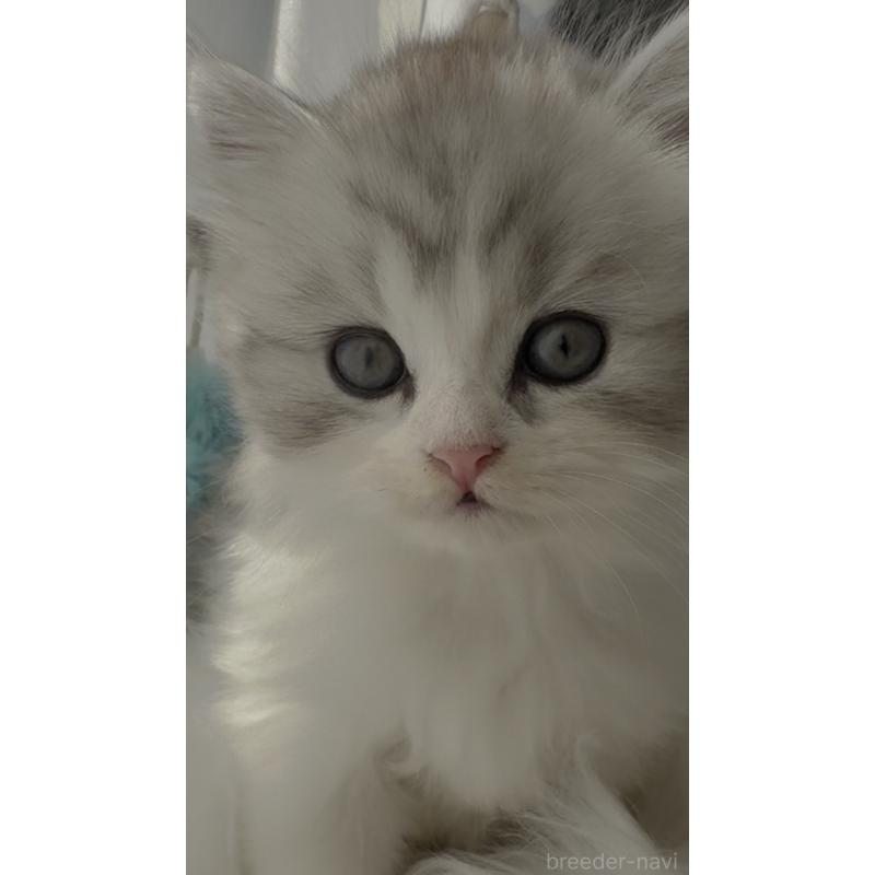 販売中の埼玉県のミヌエット-130445の5枚目