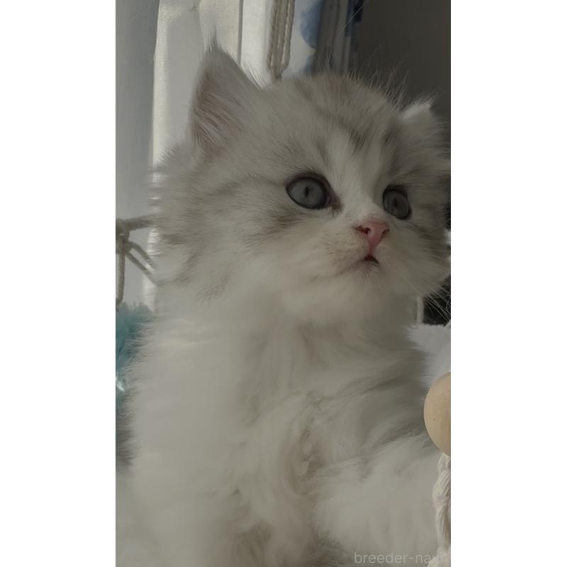 販売中の埼玉県のミヌエット-130445の4枚目