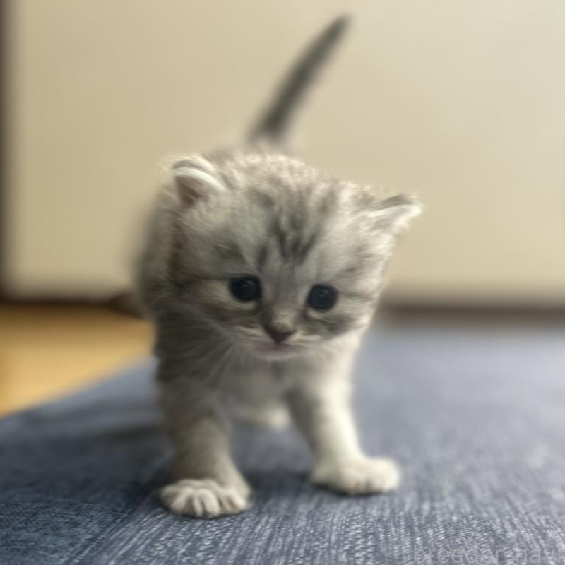 販売中の愛知県のミヌエット-130137