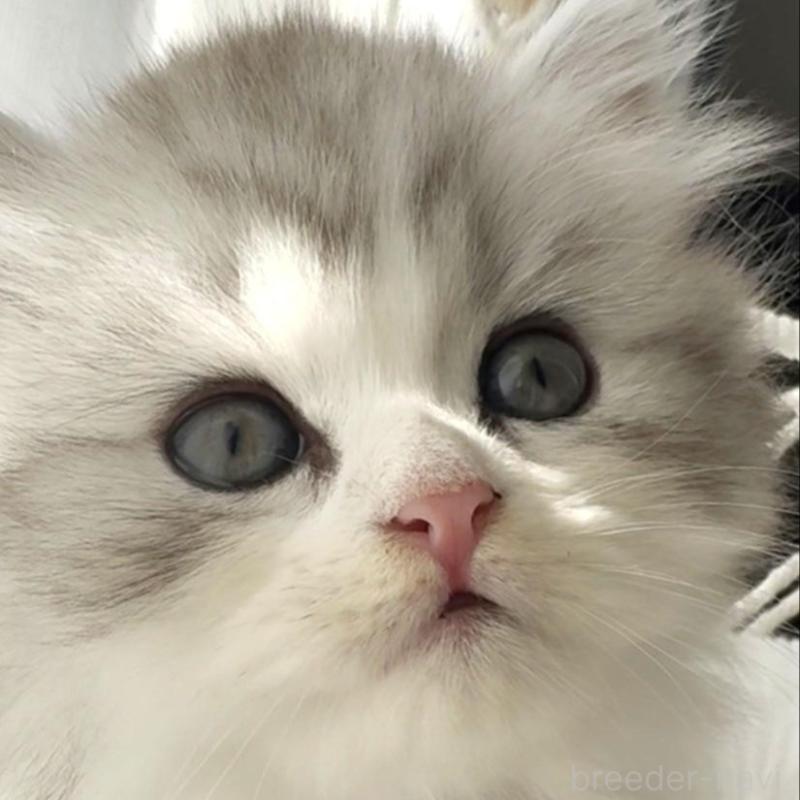 販売中の埼玉県のミヌエット-130445の2枚目