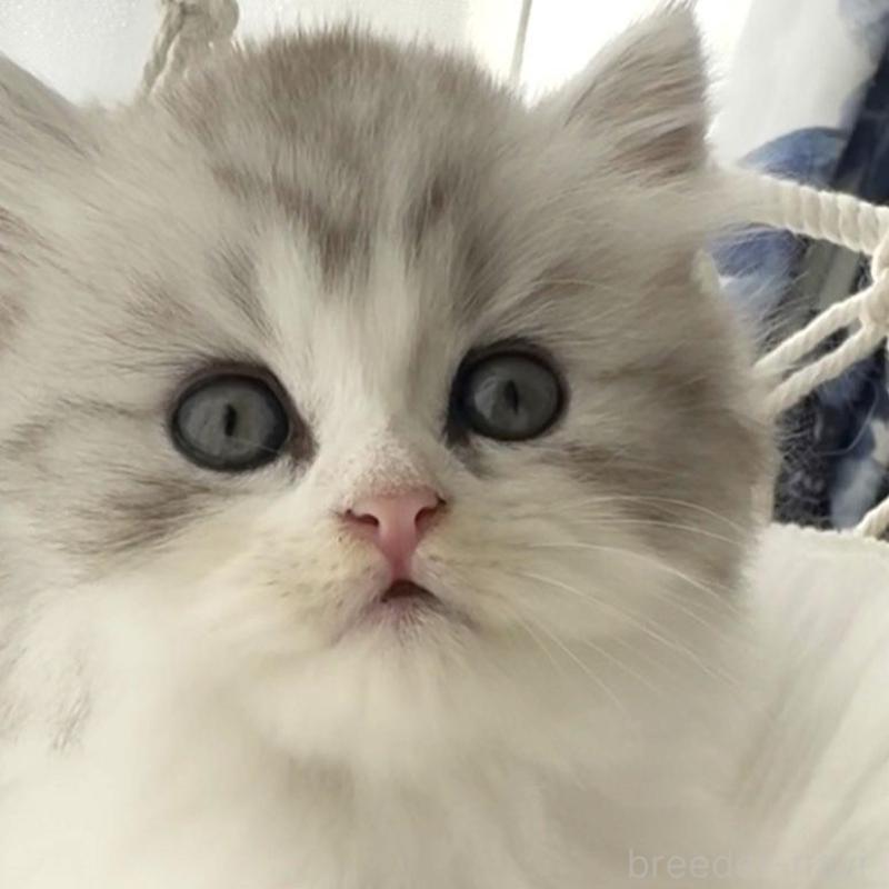 販売中の埼玉県のミヌエット-130445