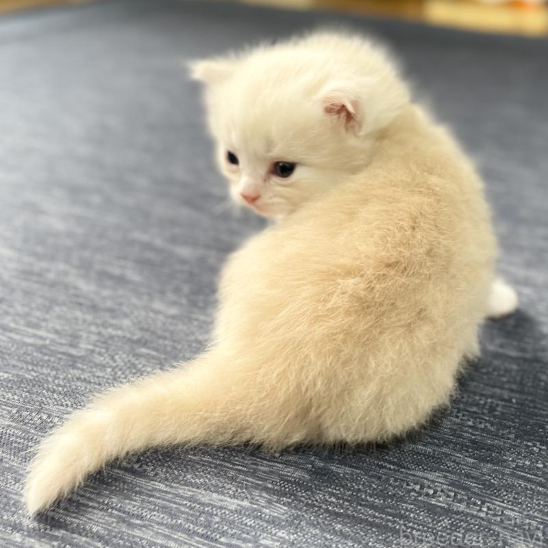 販売中の愛知県のミヌエット-130140