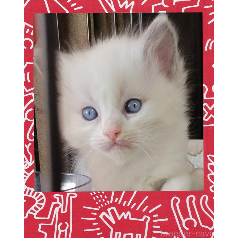 販売中の栃木県のラグドール-130446の3枚目