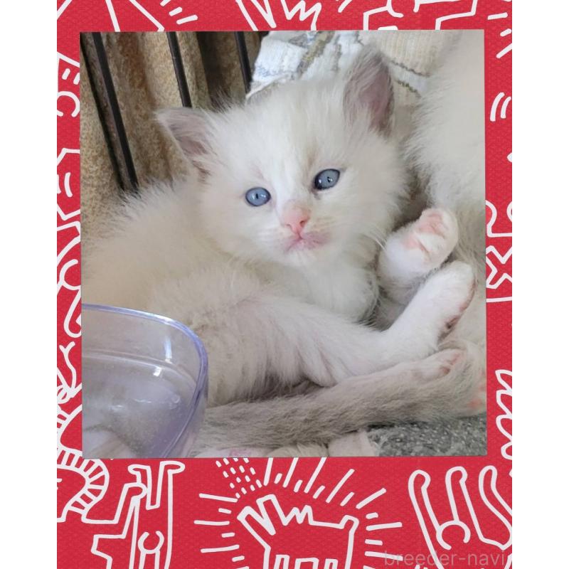 販売中の栃木県のラグドール-130446の2枚目