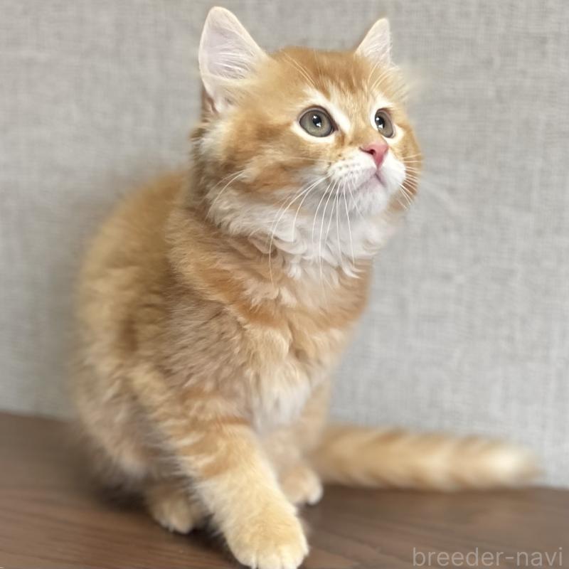 販売中の愛知県のミヌエット-126926の14枚目