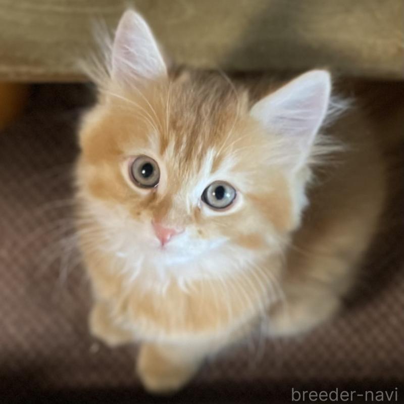 販売中の愛知県のミヌエット-126926の13枚目