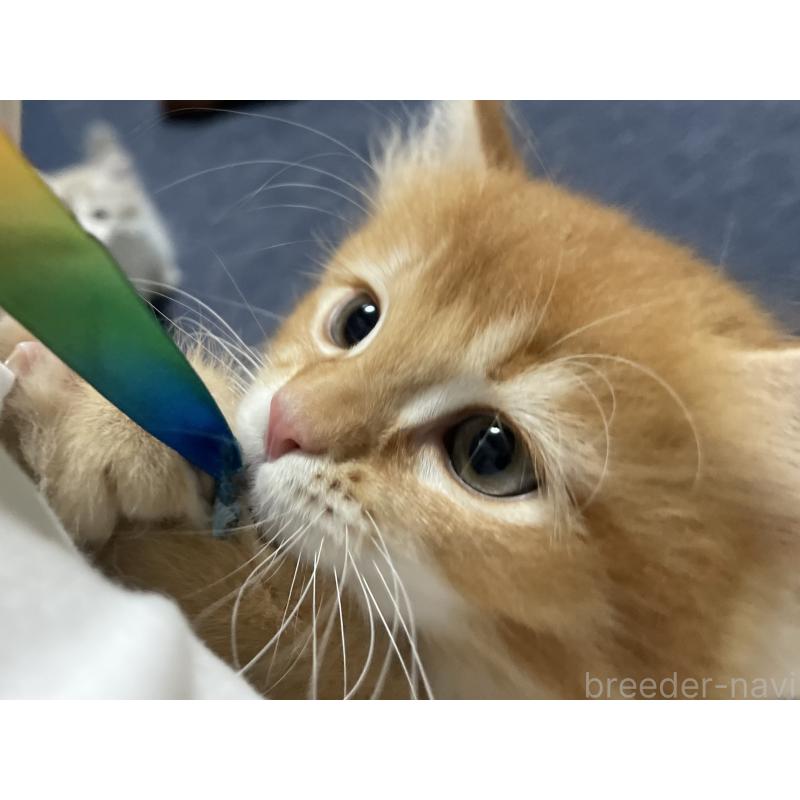 販売中の愛知県のミヌエット-126926の12枚目