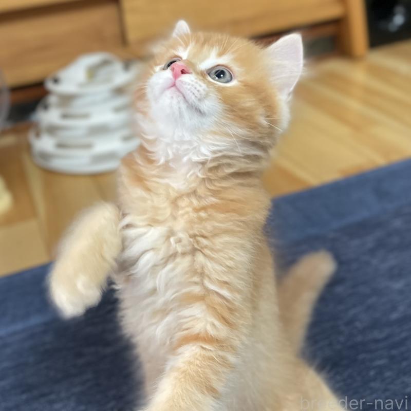 販売中の愛知県のミヌエット-126926の11枚目