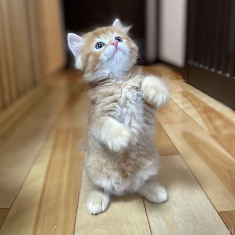 販売中の愛知県のミヌエット-126926の9枚目