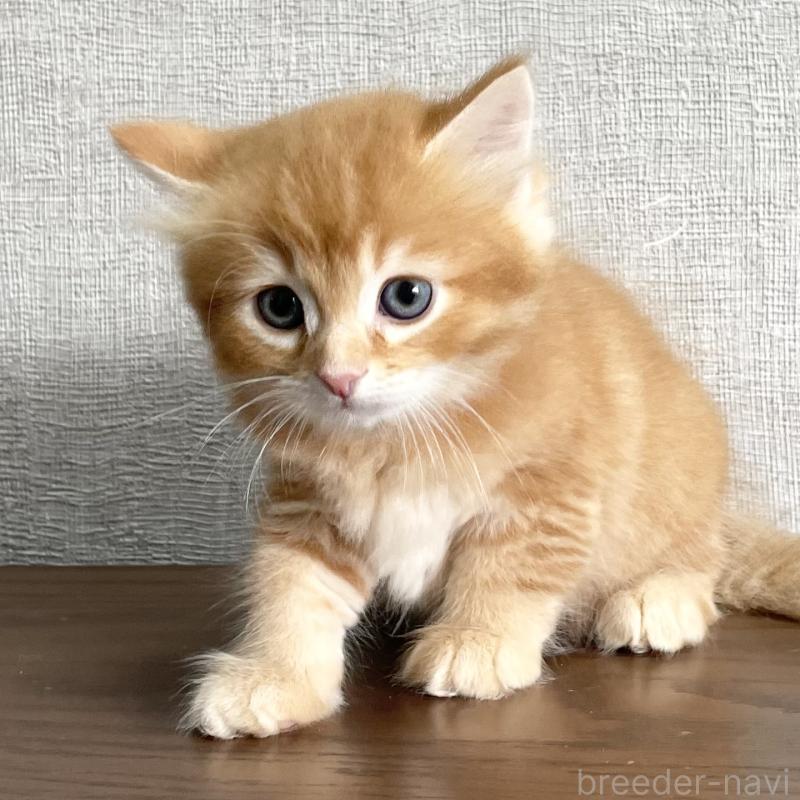 販売中の愛知県のミヌエット-126926の8枚目