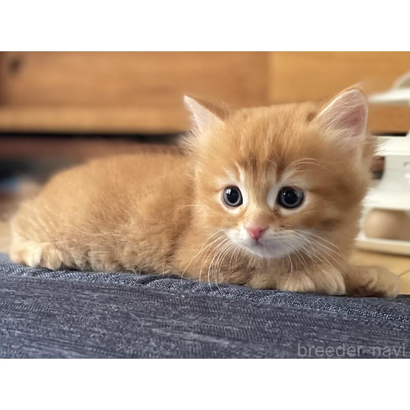 販売中の愛知県のミヌエット-126926の7枚目