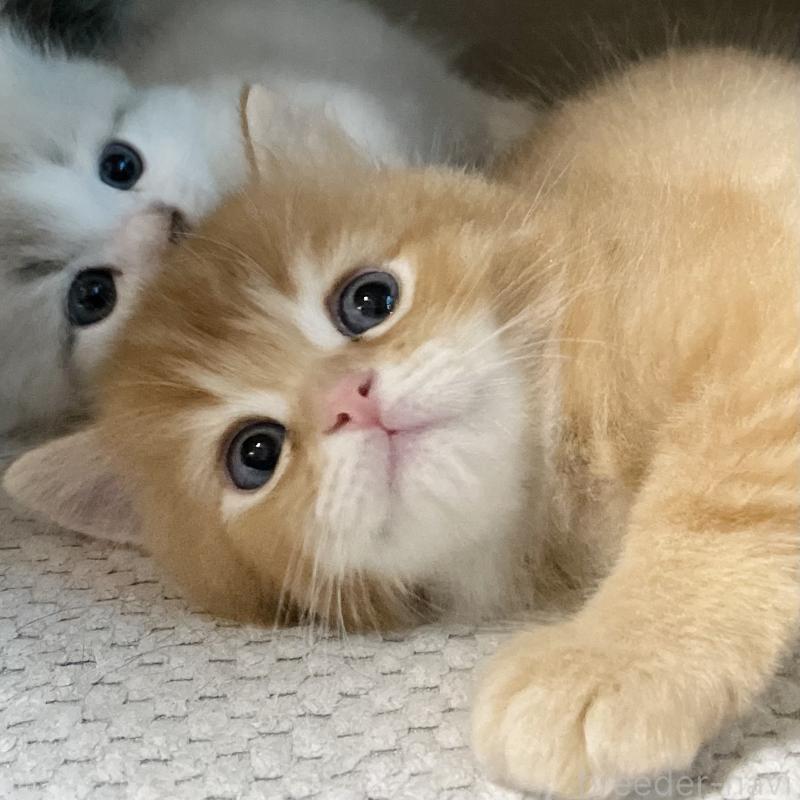 販売中の愛知県のミヌエット-126926の6枚目