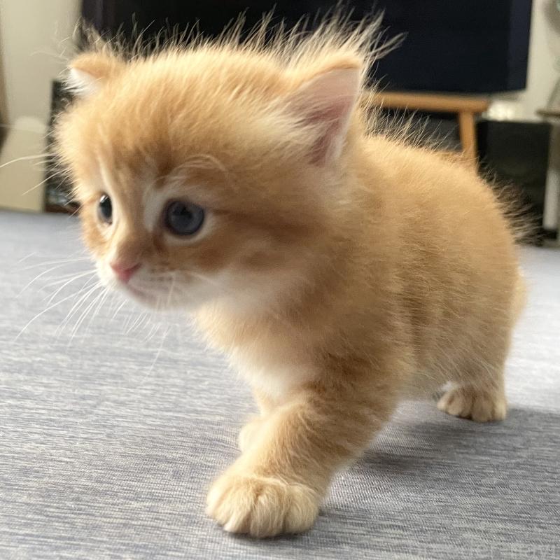 販売中の愛知県のミヌエット-126926の5枚目