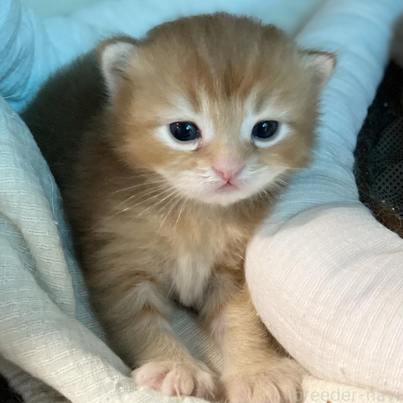 販売中の愛知県のミヌエット-126926の3枚目