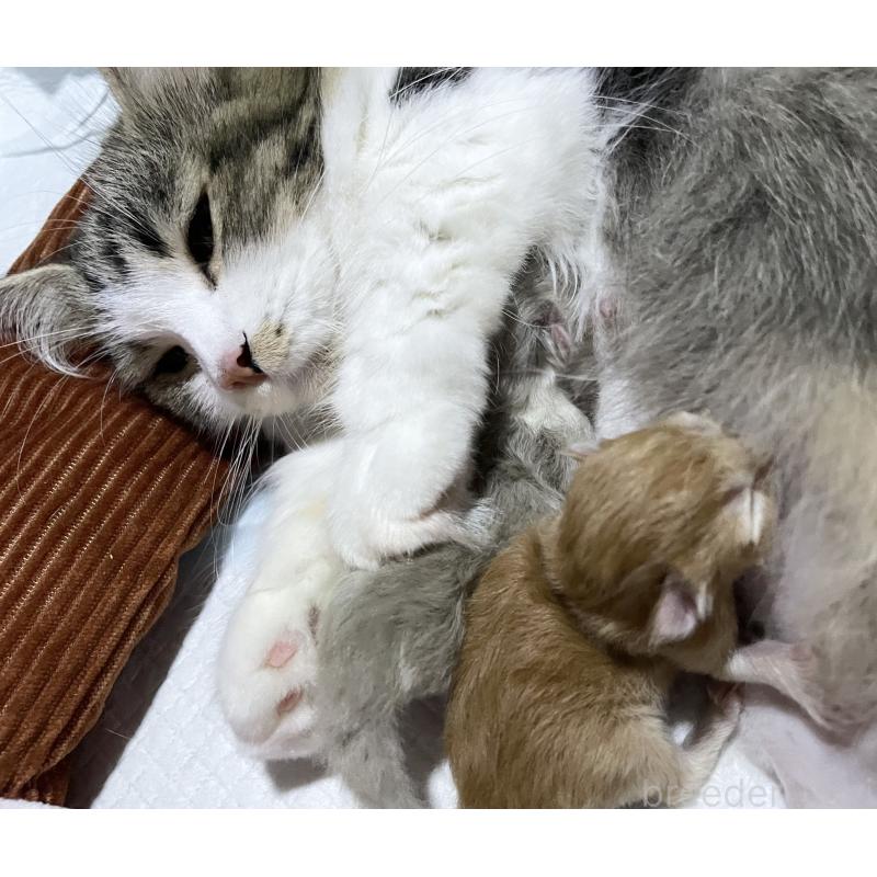 販売中の愛知県のミヌエット-126926の2枚目