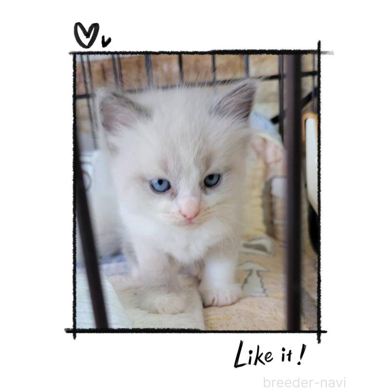 販売中の栃木県のラグドール-130447の3枚目