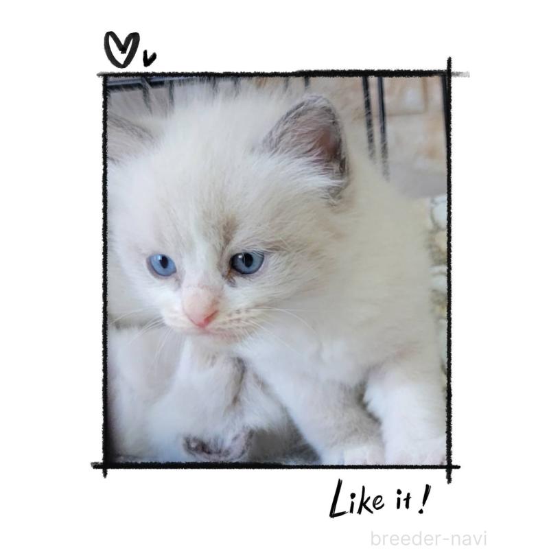 販売中の栃木県のラグドール-130447の2枚目