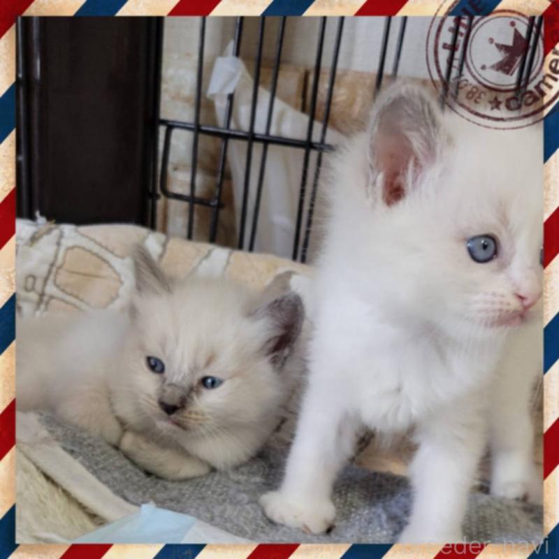 販売中の栃木県のラグドール-130448の2枚目