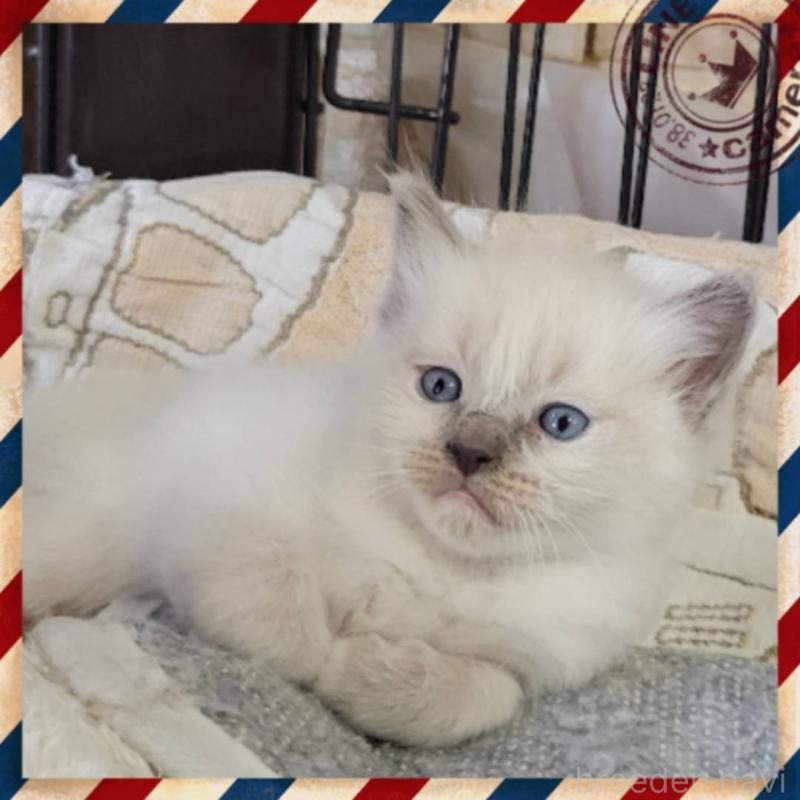 販売中の栃木県のラグドール-130448