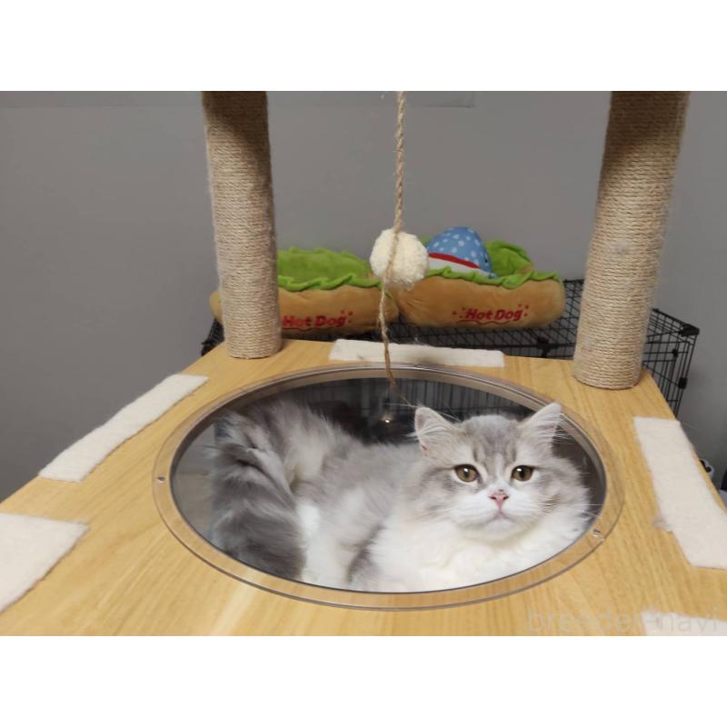 販売中の熊本県のラガマフィン-130449の4枚目