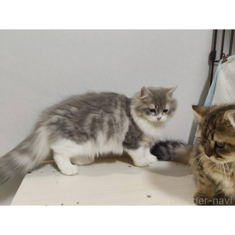 販売中の熊本県のラガマフィン-130449の3枚目