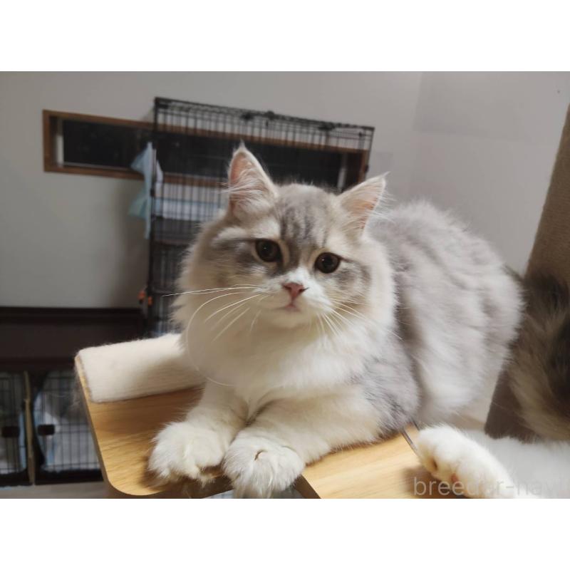 販売中の熊本県のラガマフィン-130449の2枚目