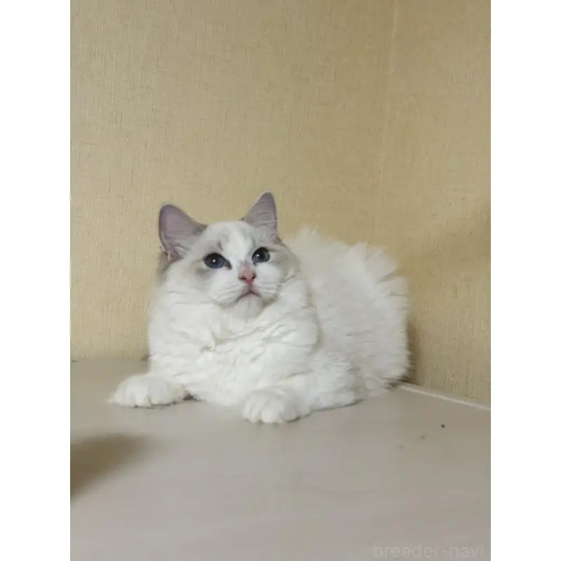 販売中の群馬県のラグドール-130450の4枚目