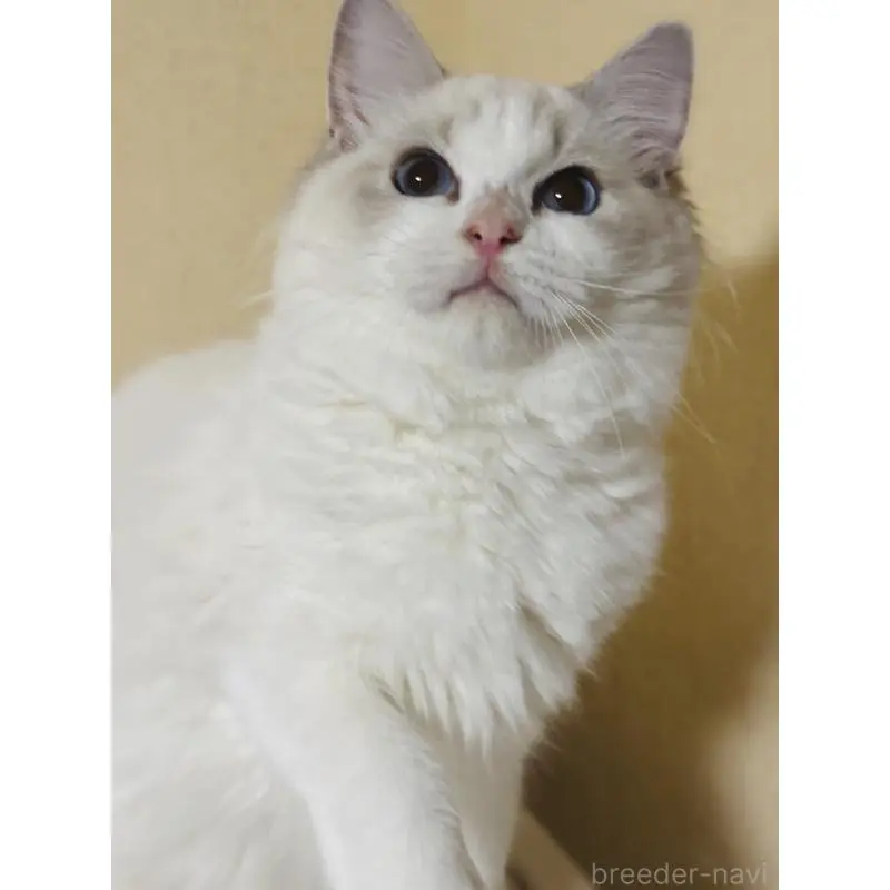 販売中の群馬県のラグドール-130450の3枚目