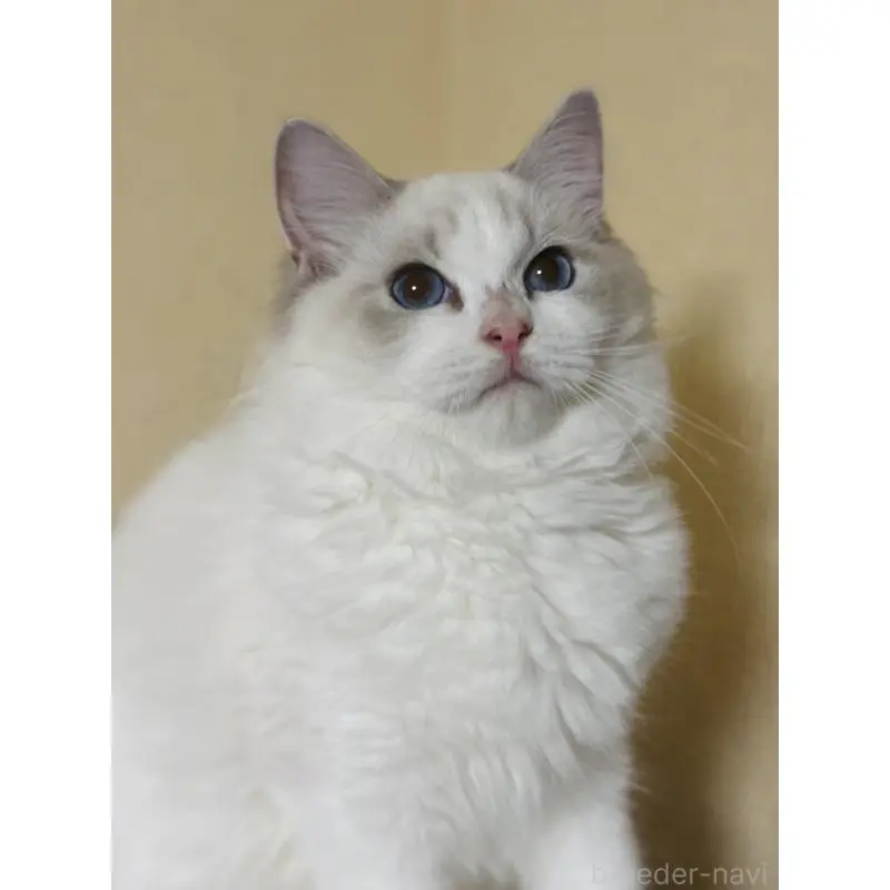 販売中の群馬県のラグドール-130450の2枚目