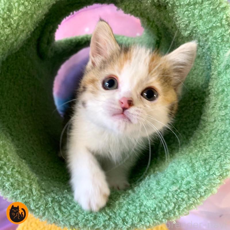 販売中の大阪府のマンチカン-130153