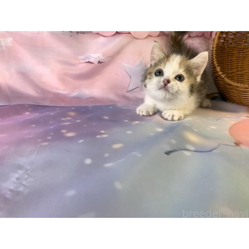 成約済の大阪府のマンチカン-130153の2枚目