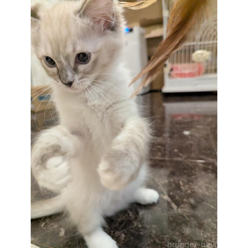 販売中の大阪府のラグドール-127804の5枚目