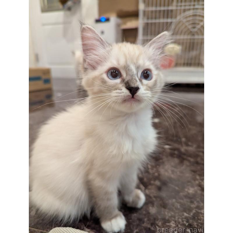 販売中の大阪府のラグドール-127804の4枚目