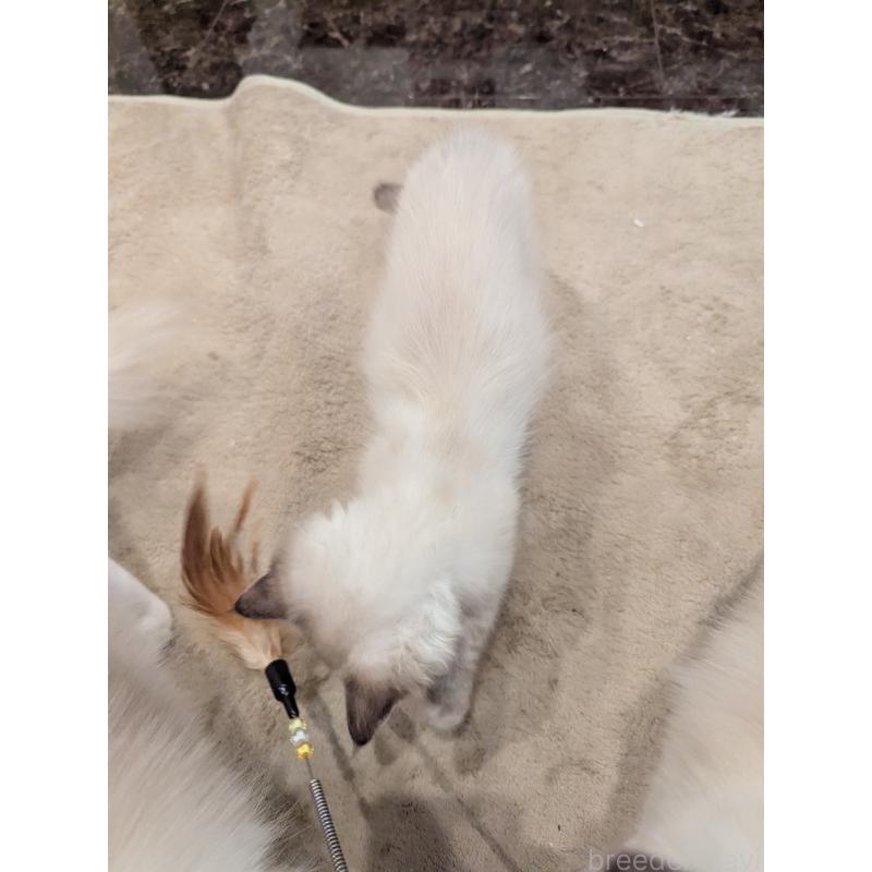 販売中の大阪府のラグドール-127804の3枚目