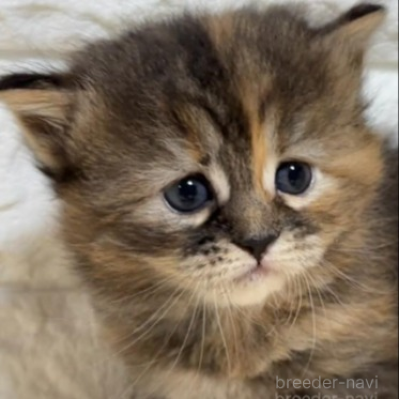 販売中の山梨県のサイベリアン-130454