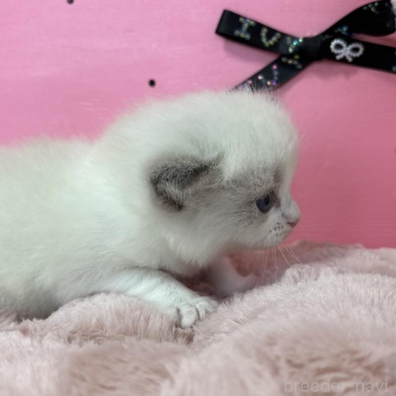 販売中の愛知県のラグドール-130455の5枚目