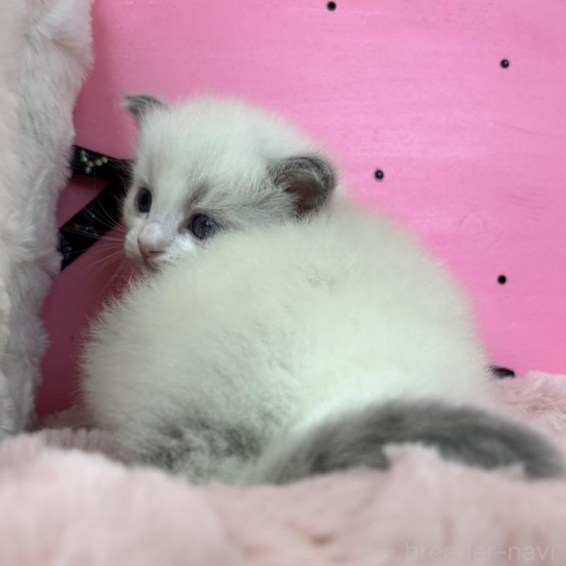 販売中の愛知県のラグドール-130455の4枚目