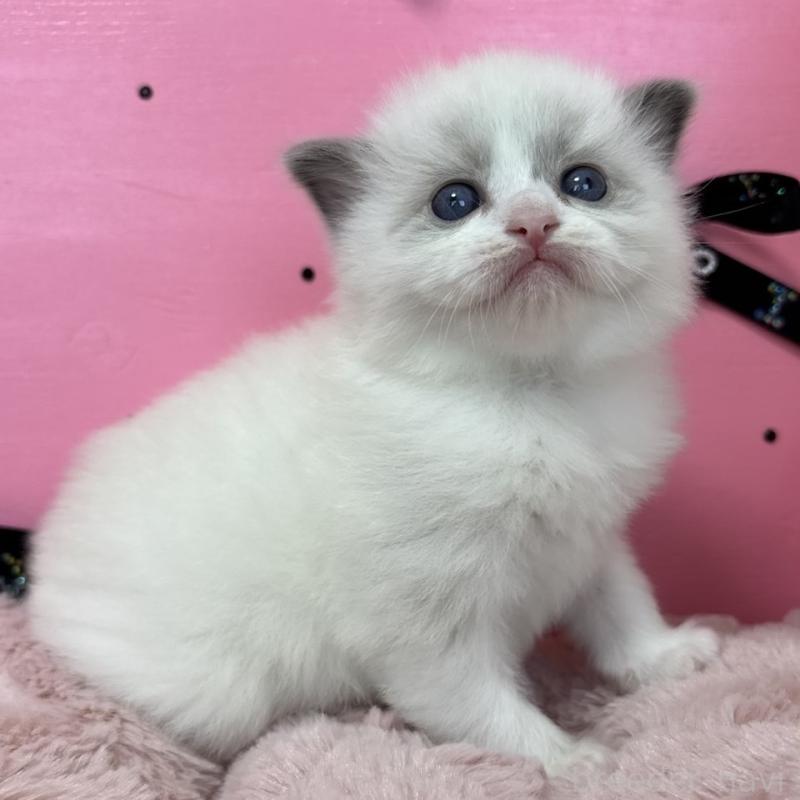 販売中の愛知県のラグドール-130455の1枚目