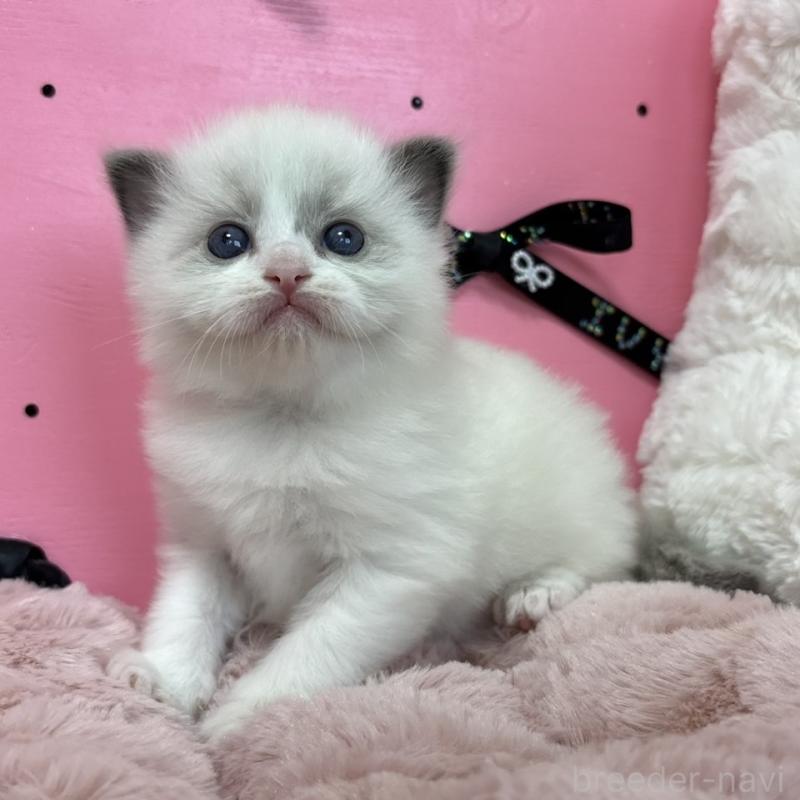 販売中の愛知県のラグドール-130455の3枚目