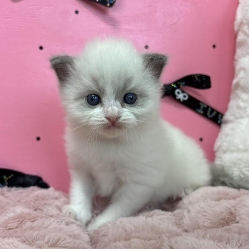 販売中の愛知県のラグドール-130455の2枚目