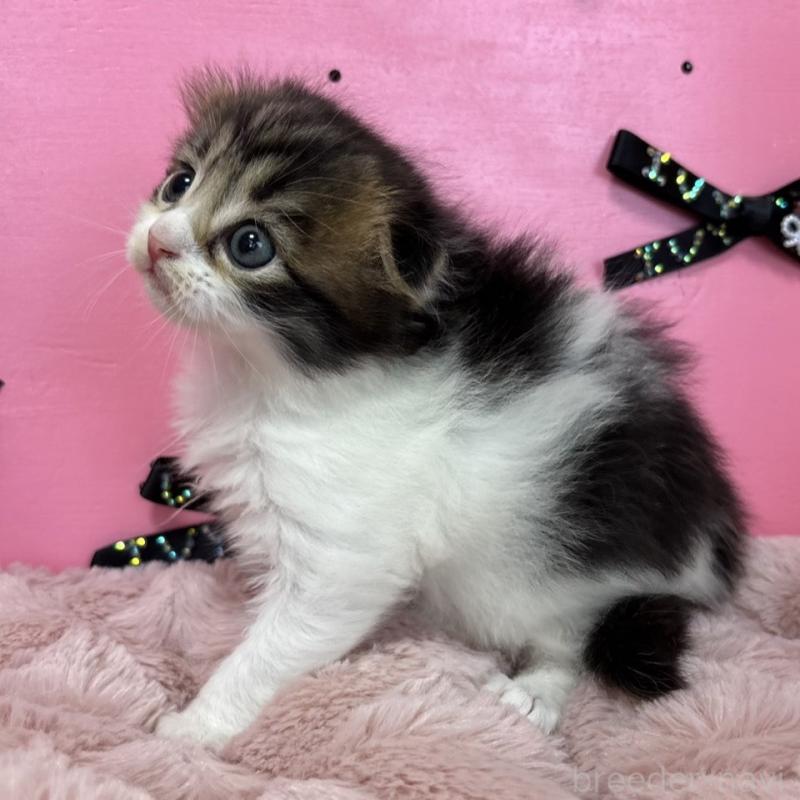 販売中の愛知県のスコティッシュフォールド-130456の4枚目