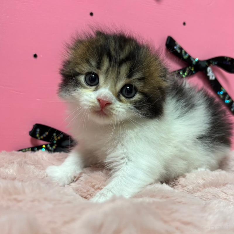 販売中の愛知県のスコティッシュフォールド-130456