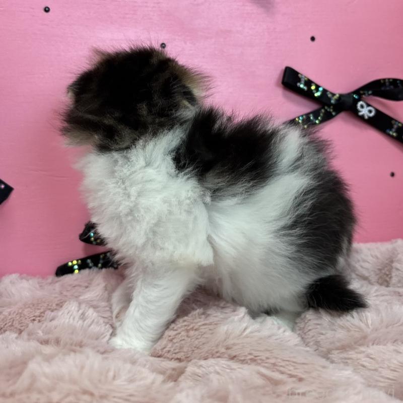 販売中の愛知県のスコティッシュフォールド-130456の3枚目