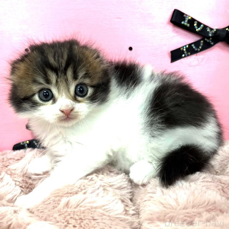 販売中の愛知県のスコティッシュフォールド-130456の2枚目